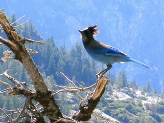 Beautiful Blue Bird Wallpaper Jpg