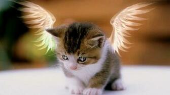 Cat Wallpaper HD For Computer And Mobile