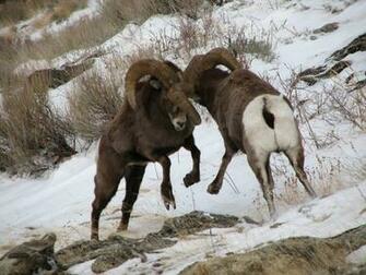 Bighorn Sheep Wallpaper And Background Image Net