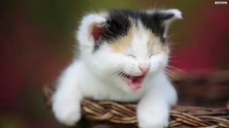 Youwall Laughing Cat Wallpaper