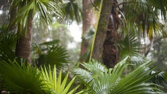 Tropical Rainforest Desktop Wallpaper Iskin Co Uk