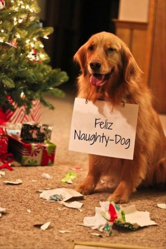 Funny Animal Pictures Of The Day Pics Christmas Humor