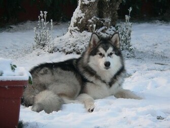 Alaskan Malamute In The Winter Forest Photo And Wallpaper Beautiful