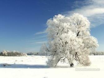 Wallpaper Winter Tree On A Cold Day