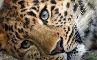 High Resolution Leopard Desktop Laptop Wallaper Listed In Animals