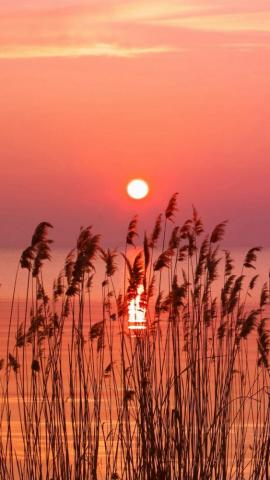 Very Holding Sunset Weed River iPhone Wallpaper