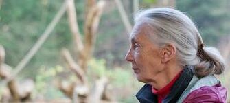 Pin Jane Goodall Picture Wallpaper Animal Planet