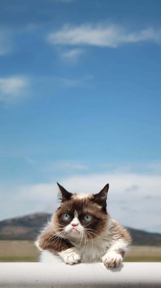 Grumpy Cat Wallpaper