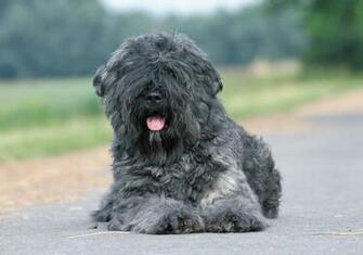 Black Labradoodle Laying On Gray Cement Pavement HD Wallpaper