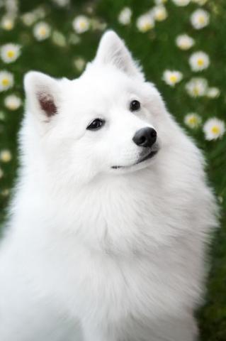Beautiful Japanese Spitz Dog Wallpaper