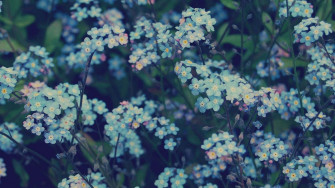 Blue Flowers Aesthetic Wallpaper