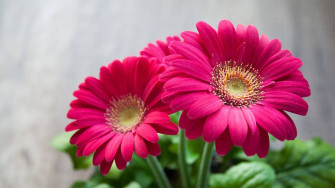 Flower HD Wallpaper