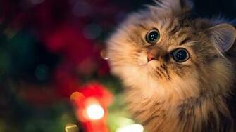 Cute Cat With Big Eyes Full HD Desktop Wallpaper 1080p