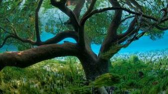 More Stunning High Definition Wallpaper Are On The Way