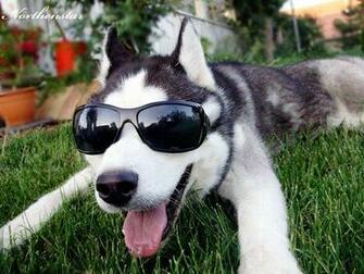 Cool Husky By Sibeworld