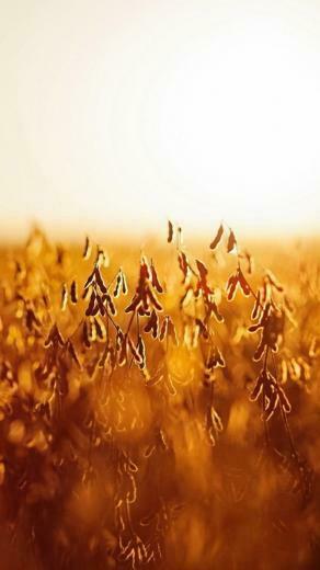 Autumn Harvest iPhone Wallpaper HD