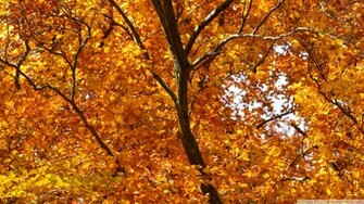 Autumn Foliage Yellow Wallpaper Image