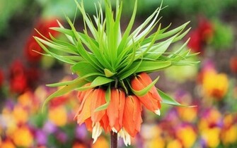 Exotic Flower HD
