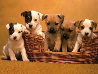 3d Nature Wallpaper And Pictures Of Cute Puppies