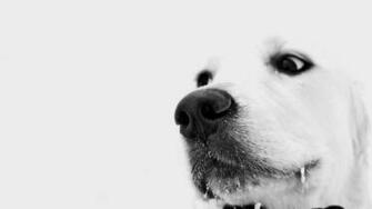 White Dog Wallpaper Black