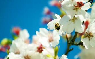 Desktop Wallpaper Spring Flower 3d