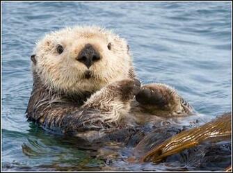 Otters Alive Used To Be But The Maxwell S Otter Is Presumed Extinct