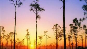 Everglades National Park Wallpaper