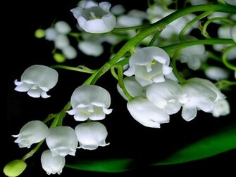 Lily Of The Valley Wallpaper