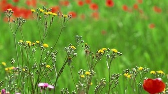 Wildflowers Wallpaper