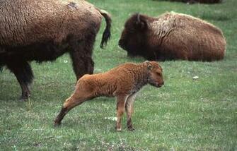 Baby Buffalo High Definition Wallpaper