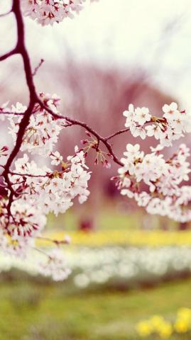 iPhone Wallpaper Cute Spring 3d