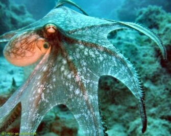 Octopus Wallpaper