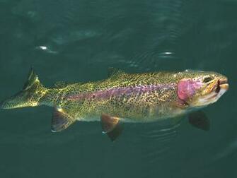 Trout Wallpaper iPhone Brown Wa