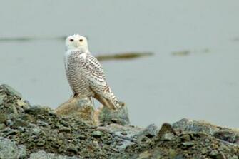 Snowy Owl Screensavers Windows