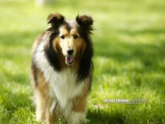 Shetland Sheepdog Photos Sheltie Dog Wallpaper No Desktop