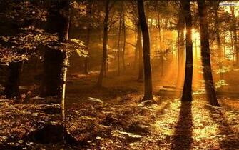 Wallpaper Autumn Background Forest Papel Background