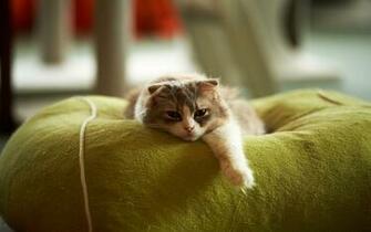 Cat Desktop Wallpaper High Definition Quality