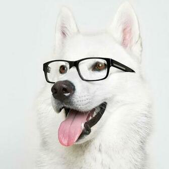 Wallpaper Glasses Dog Animal iPad Mini HD