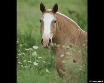 Draft Horse Desktop Wallpaper And Screensaver