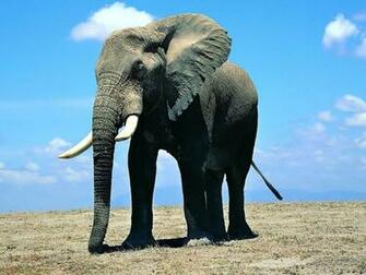 Tag Elephant Wallpaper Image Photos Pictures And Background For