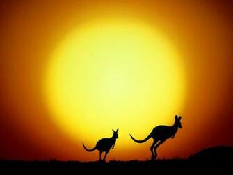Kangaroo Wallpaper Australian Animal