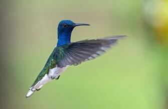 Explore The Collection Birds Hummingbirds Hummingbird