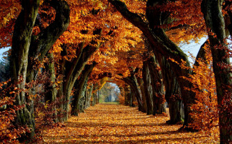 4k Fall Wallpaper