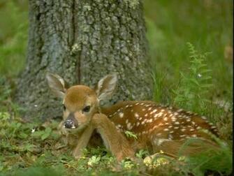 Deer1