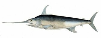 Swordfish Wallpaper
