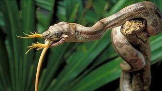 Snake HD Wallpaper For Desktop