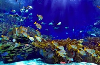 Deep Blue Underwater Wallpaper Wall Mural Muralswallpaper Co Uk