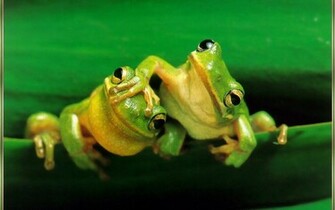 Cute Love Frog Animal Wallpaper High Resolution