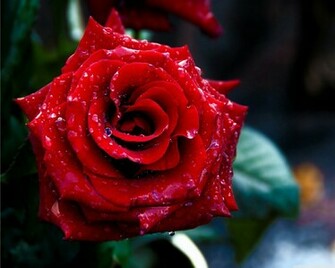 Flowers For Flower Lovers Wallpaper Red Roses