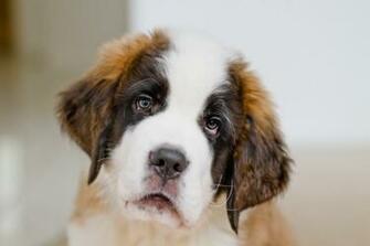 Chien Fonds D Cran Arri Res Plan Id